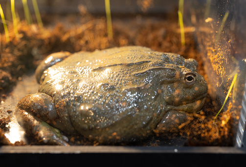 Close-up of an African bullfrog lying down on the ground. It was also known as the Giant bullfrog or the South African burrowing frog.
