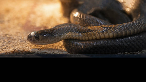 istock Close-up of a cobra coiled on the ground. 1743781938