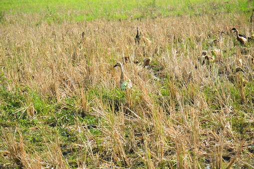 A group of ducks in a rice field
