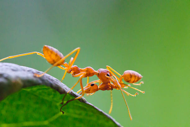 istock Big red ant intimidating the small 174379511