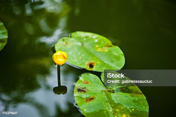 Foto de Lírio Dágua e mais fotos de stock de Amarelo - Amarelo, Beleza natural - Natureza, Botânica - Assunto