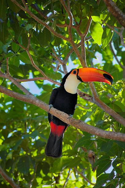 istock Toco Toucan In Thhe Pantanal 174379773