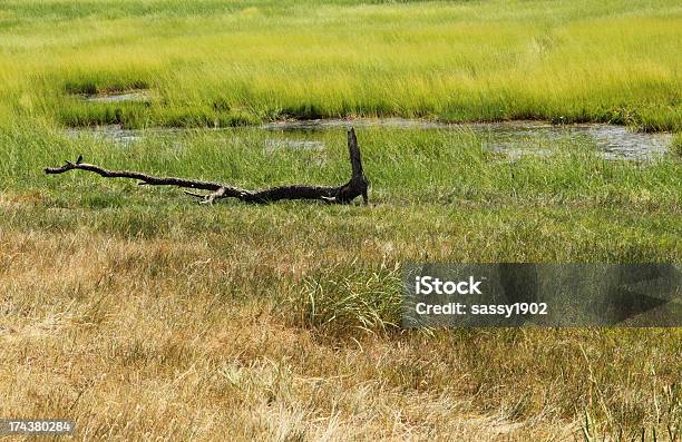 Photo libre de droit de Pond Herbe Swamp banque d'images et plus d'images libres de droit de Branche - Partie d'une plante - Branche - Partie d'une plante, Herbe, Horizontal