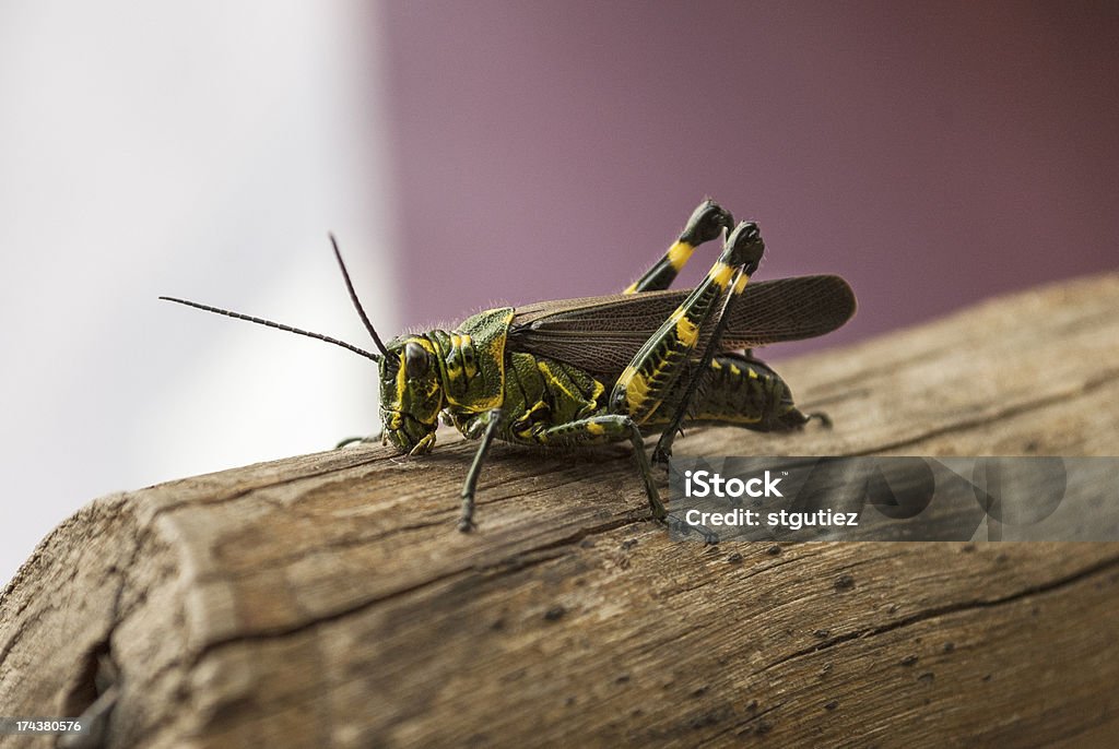 Grasshoper auf Holz log - Lizenzfrei Makrofotografie Stock-Foto