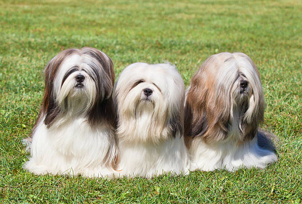 retrato de tres de pura raza lhasa apso on green grass - lhasa fotografías e imágenes de stock