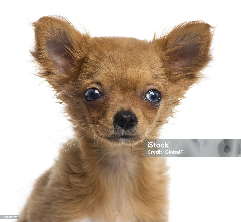Primo piano di un Chihuahua cucciolo, 4 mesi, isolato - Foto stock royalty-free di Animale