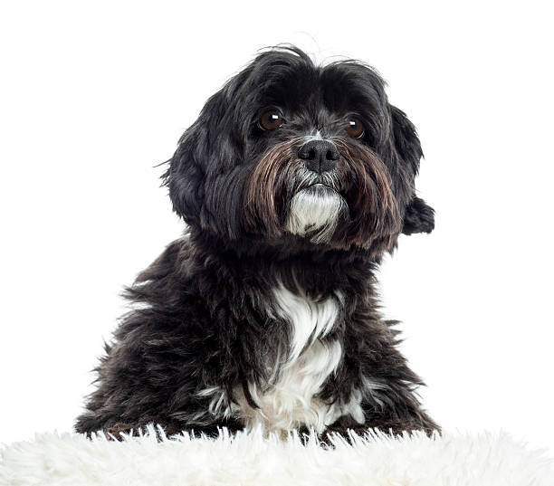 istock Close up of a crossbreed, isolated on white 174382900