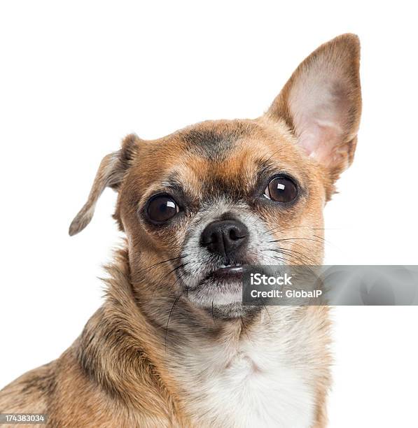 Nahaufnahme Von Einem Chihuahua Isoliert Auf Weiss Stockfoto und mehr Bilder von Beige