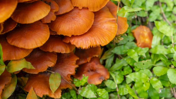 istock Close up orang mushroom 1743830729