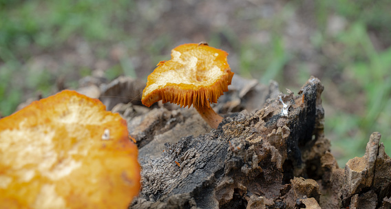 A single orange wild mushroom was in the middle of a tree stump.