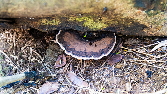 Aroderm mushrooms grow on old, damp logs.