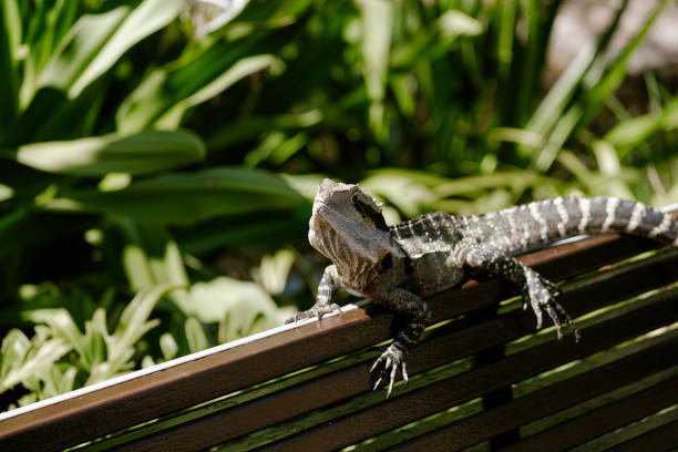 Australian reptile. Big lizard. Water dragon. Intellagama lesueurii. Wildlife theme. Native animal.