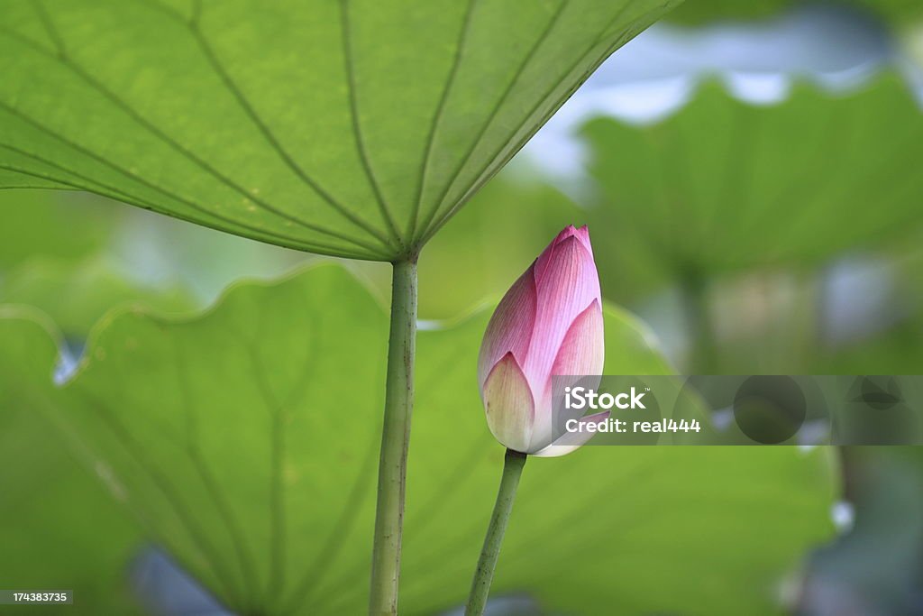 Rosa flor de lótus - Foto de stock de Beleza natural - Natureza royalty-free