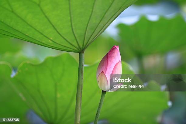 Foto de Rosa Flor De Lótus e mais fotos de stock de Beleza natural - Natureza - Beleza natural - Natureza, Cena Rural, Cena de tranquilidade