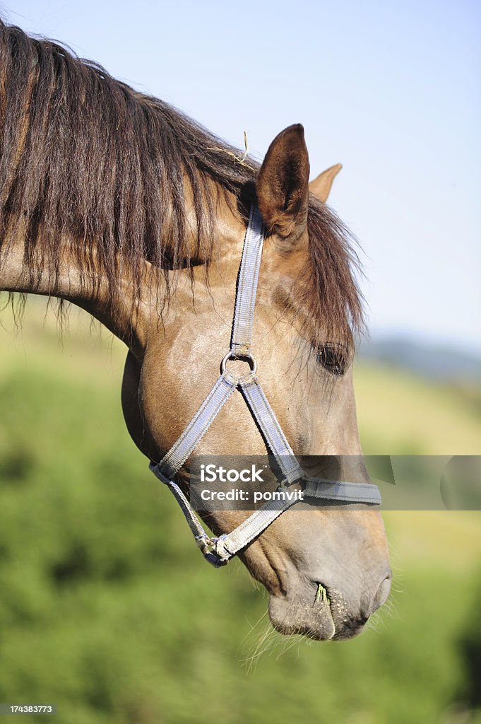 Muselière de cheval - Photo de Alezan foncé - Couleur d'un cheval libre de droits
