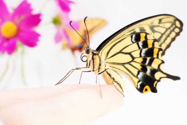 schöner schwalbenschwanz-schmetterling, der seitlich auf dem finger einer frau vor weißem hintergrund mit rosa kosmosblumen und gelbem schwalbenschwanz-schmetterling sitzt - single flower insects nature animals and pets stock-fotos und bilder