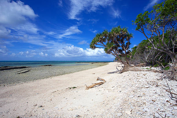 Tropical coral beach stock photo