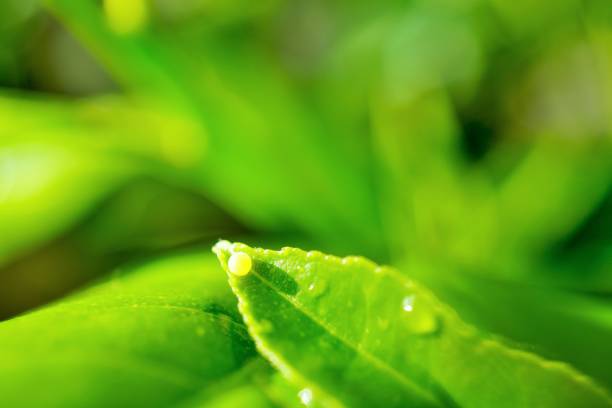 istock A fruit tree wet with morning dew outdoors, a Swallowtail butterfly's round yellow egg laid on the tip of a green lemon leaf. 1743837982