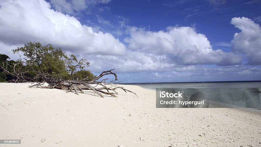 流木トロピカルなコーラル・ビーチレディーマスグレイブ島です。 - 流木のロイヤリティフリーストックフォト