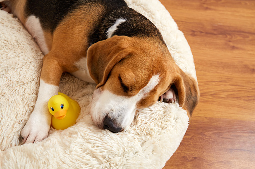 Cute dog beagle sleeps with his toy on a soft pillow, a dog bed.