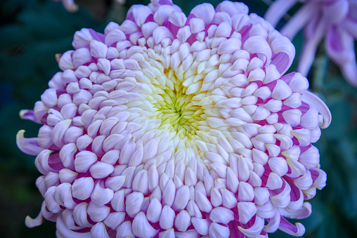 Japanese Chrysanthemum flowers in autumn day in Gunma, Japan