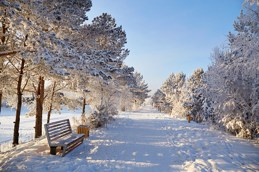 Beautiful winter landscape. City park on a sunny frosty day, benches for recreation. A path between snow-covered trees and bushes, snowdrifts.