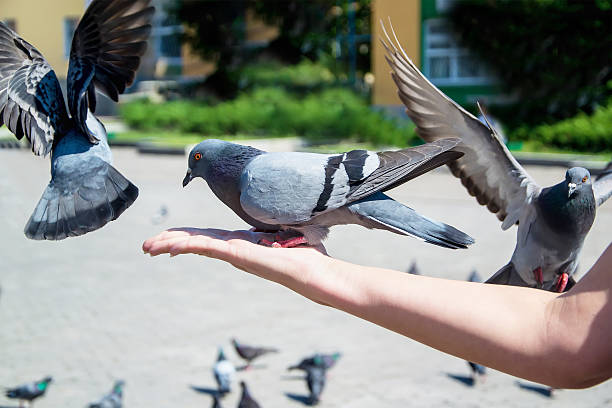 istock Two pigeons are eating sunflower seeds 174385549