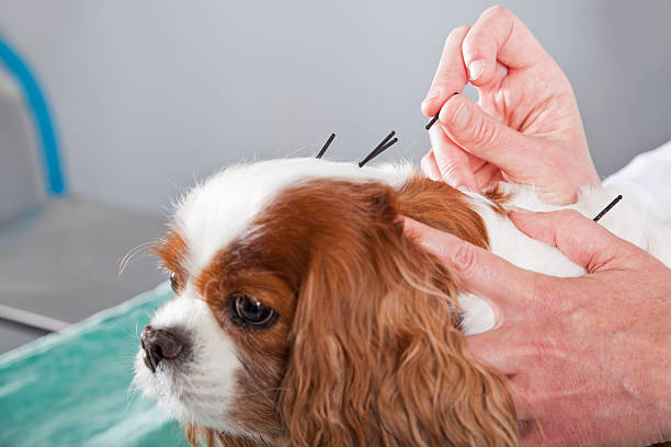 Vet treating dog with acupuncture Female veterinarian treating dog with acupuncture. veterinary acupuncture stock pictures, royalty-free photos & images