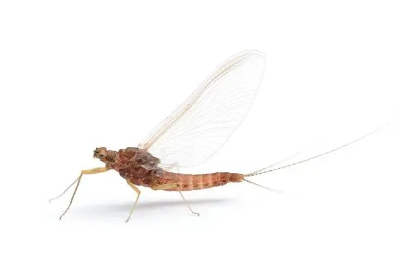 Photo of Mayfly  (Ephemeroptera)