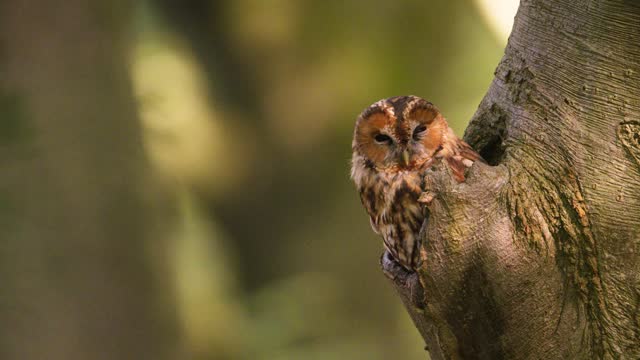 Tawny owl Strix aluco sitting in tree hole, profile shallow depth shot