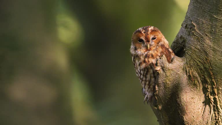 Sleepy tawny owl or brown owl sits in its tree hollow, shallow focus, copy space