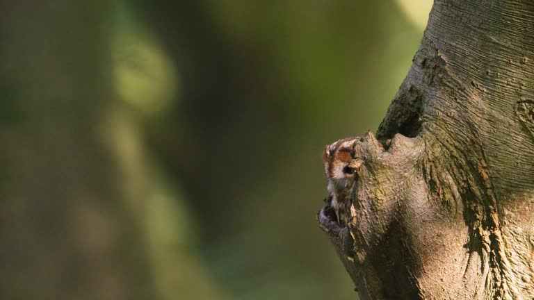 Brown owl Strix aluco retreats back into its tree hole, telephoto shallow focus