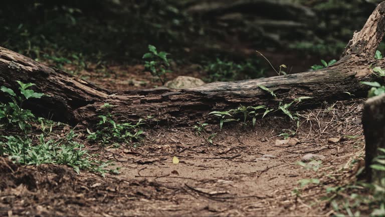 Hiking in the forest