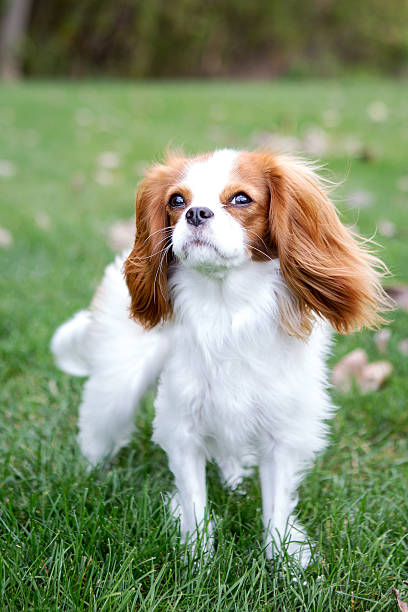 istock Cavalier King Charles Spaniel walking toward the camera 174387474