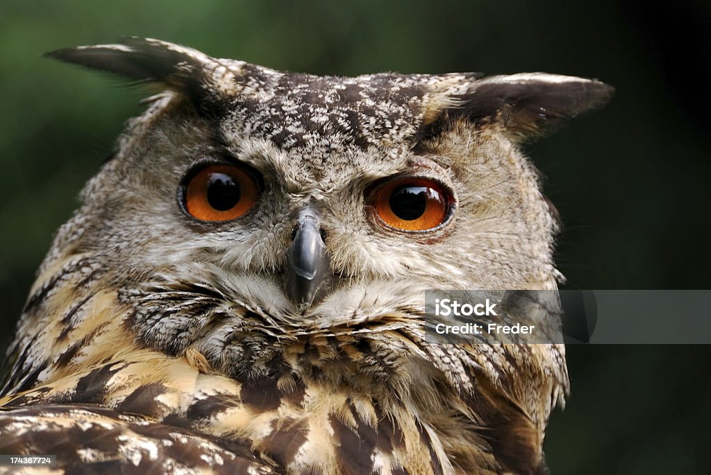 eagle owl - Zbiór zdjęć royalty-free (Rozsądek)