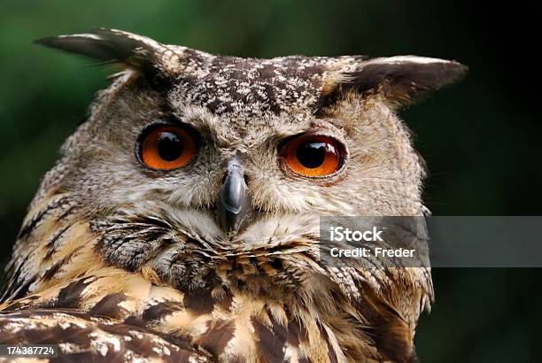 Eagle Owl - zdjęcia stockowe i więcej obrazów Rozsądek - Rozsądek, Sowa, Czujność