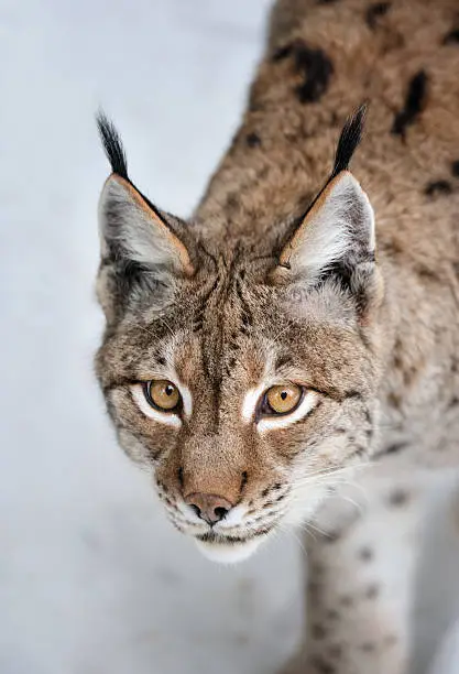 portrait of a lynx in the snow