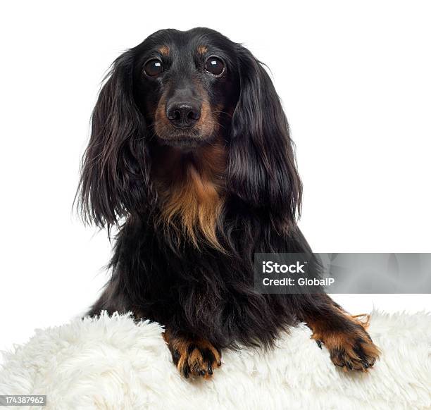 Closeup De Um Dachshund Isolado A Branco - Fotografias de stock e mais imagens de Animal - Animal, Animal Doméstico, Animal de Estimação