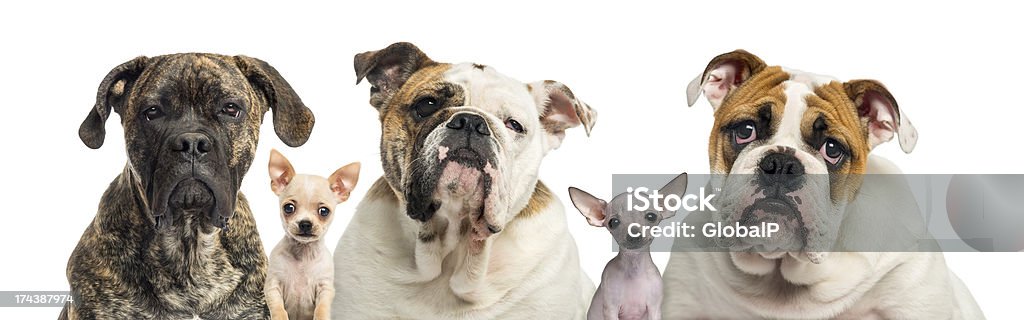 Primer plano de un grupo de perros, Aislado en blanco - Foto de stock de Amistad libre de derechos