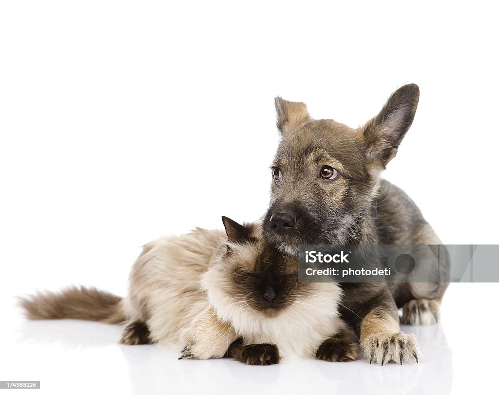 mixed-breed Hund und Katze zusammen - Lizenzfrei Hauskatze Stock-Foto