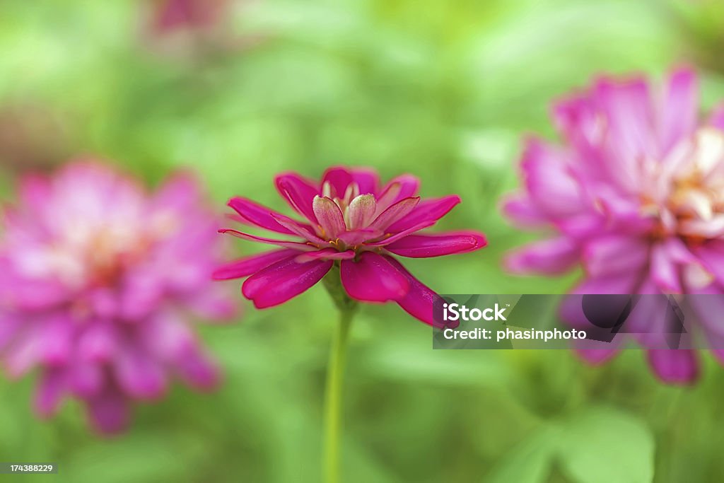 Vivid magenta flores en el jardín - Foto de stock de Abstracto libre de derechos