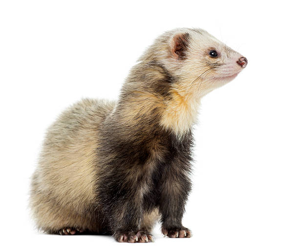 istock Ferret sitting, looking away, isolated on white 174388284