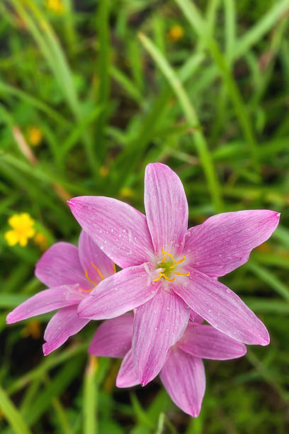 istock Pink flora in the garden 174388296