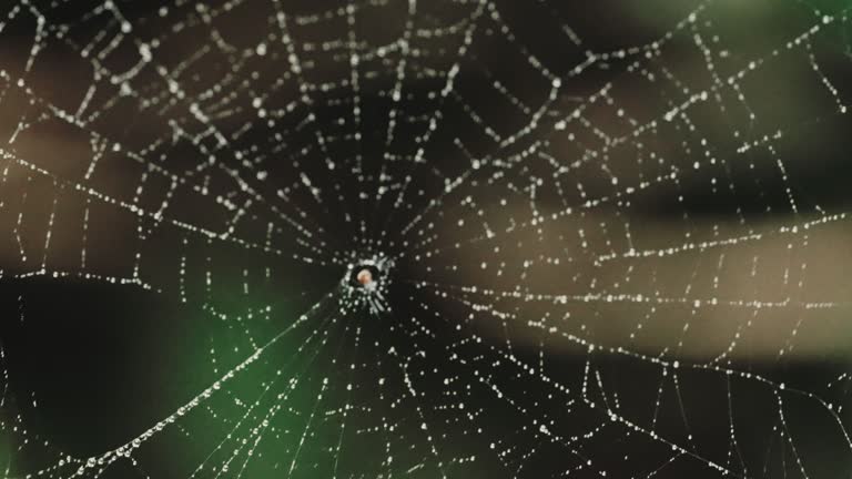 Spider on spider web in nature