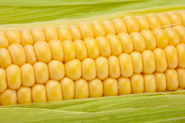 gros plan d'un épi de maïs avec feuilles vertes - corn on the cob macro corn crop freshness photos et images de collection