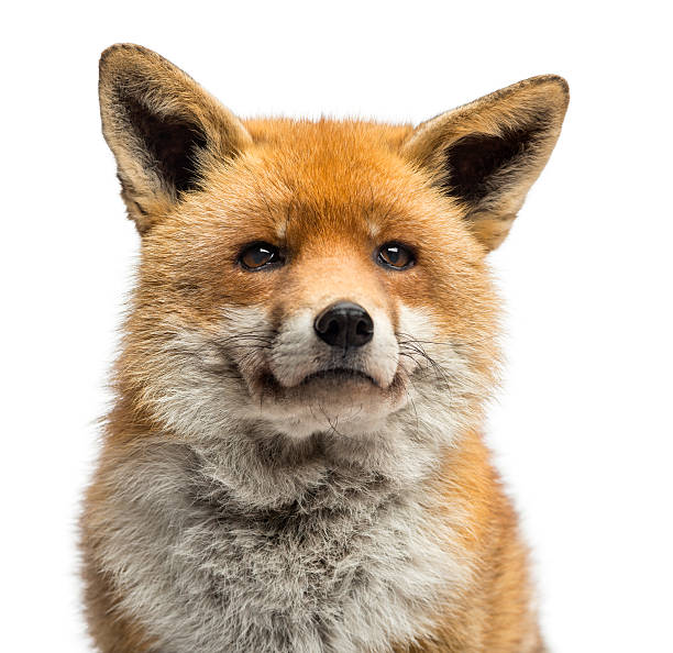 istock Close-up of a Red fox, Vulpes, isolated on white 174388390