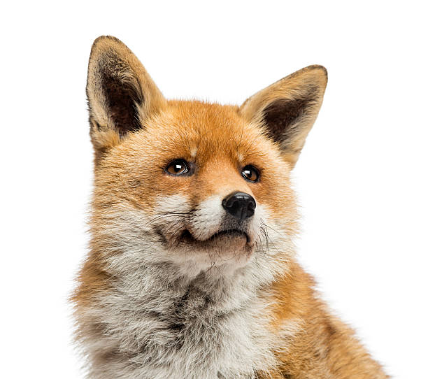 istock Close-up of a Red fox looking up, Vulpes 174388393