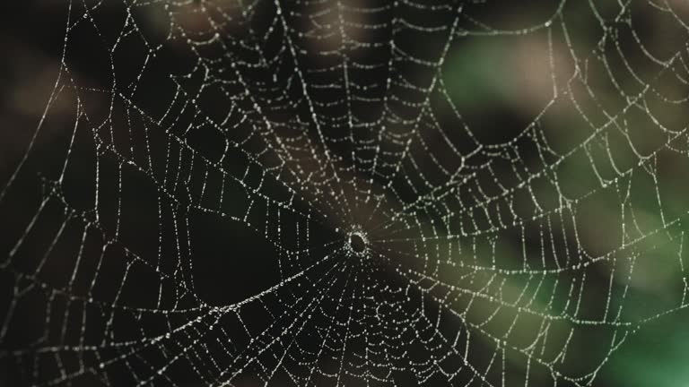 Spider web in nature