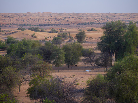 Beautiful scenery of the desert