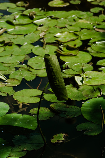 Undisclosed water lily leaf. Lotus leaves. Green leaves. Nature background.